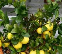 Как вырастить в комнатных условиях лимонное дерево
