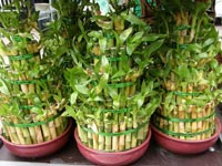 Как вырастить комнатный бамбук