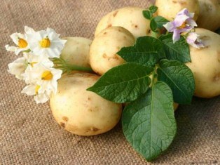 Противопоказания к применению картофельного сока 