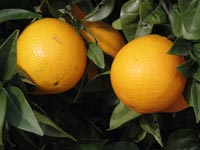 Сколько калорий в одном апельсине